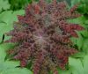 Show product details for Podophyllum delavayi