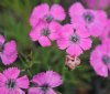 Show product details for Dianthus Inschriach Dazzler