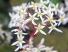 Show product details for Saxifraga fortunei Stellar Moon