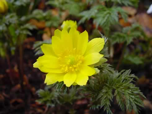 Woodland Plants - Herbaceous Woodlanders - Adonis Amurensis