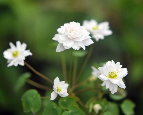 Woodland Plants - Herbaceous Woodlanders - Anemonella thalictroides ...