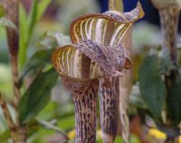 Brown and white striped flowers