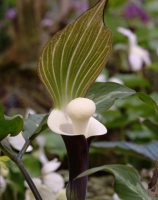 Brown and white spathes with a central marshmallow looking spadix