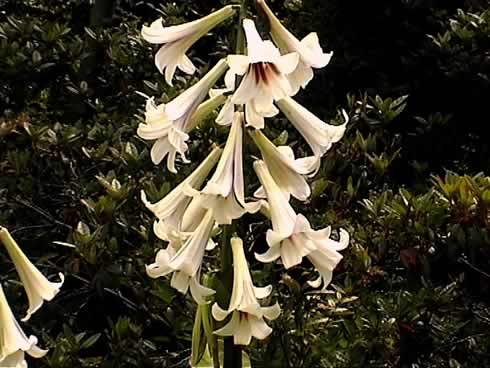 Bulbous Plants - Bulbous Plants for Shade - Cardiocrinum giganteum