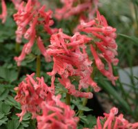 Good sized mid pink flowers in masses up vertical stems