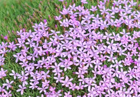 Alpines - Evergreen Alpines - Dianthus freynii