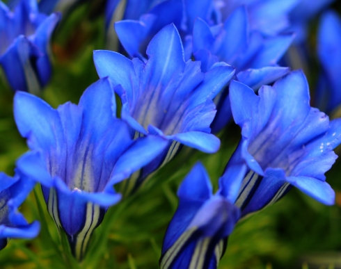 Nursery Specialities - Gentians - Gentiana Blauer Zwerg