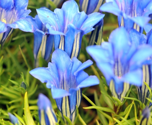 Nursery Specialities - Gentians - Gentiana Tough's Form