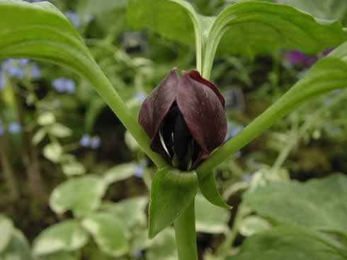 Nursery Specialities - Trilliums & Paris - Trillium recurvatum