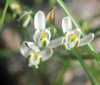 Show product details for Albuca humilis