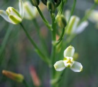 Pale creamy yellow flowers in masses