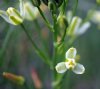 Show product details for Albuca shawii x humilis