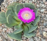 Brightest pink flower over greyish fleshy foliage