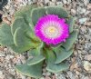 Show product details for Aloinopsis spathulata