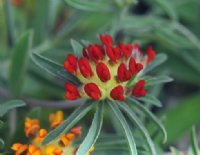 Rich crimson red flowers in terminal bunches