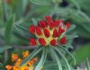 Show product details for Anthyllis vulneraria coccinea