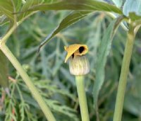 predominantly yellow tubular flowers