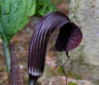 Nice big exotic looking brown hooded flowers