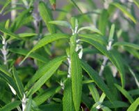 Sage green lanceolate foliage.