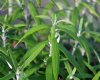 Buddleia loricata