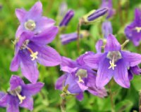 A nice lavender-blue flower and soft green foliage.