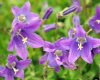 Show product details for Campanula aucheri