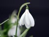 Show product details for Galanthus Anglesey Abbey