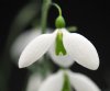 Show product details for Galanthus Chequers
