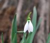 Show product details for Galanthus The Whopper