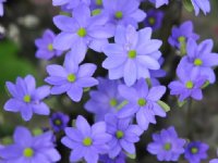 Rich blue flowers on erect stems