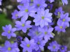 Show product details for Hepatica acutiloba x nobilis Hadar