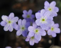 Nice big pale lavender flowers.