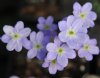 Show product details for Hepatica Hazelwood Froggie