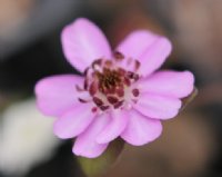 Strong pink flowers with red stamens