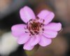 Show product details for Hepatica japonica Benisai