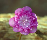 Strong pink double flowers