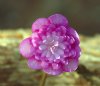 Hepatica japonica H...