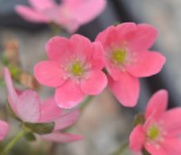 A very nice single flower of a salmon pink colour