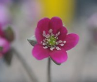 Strong pink flowers having white stamens