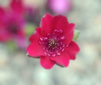 Rich red singe flowers with red stamens