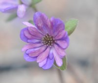 Multipetalled form with purple petals