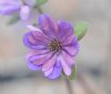 Hepatica japonica N...