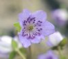 Show product details for Hepatica japonica Onagawa
