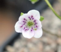 Clean white flowers with purple stamens