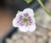 Hepatica japonica O...