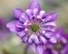 Show product details for Hepatica japonica Tagami
