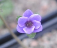 Purple single flower with paler edges.