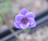 Hepatica japonica T...