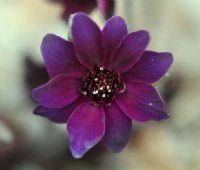 Deepest red single flowers