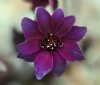 Show product details for Hepatica japonica Tokushima